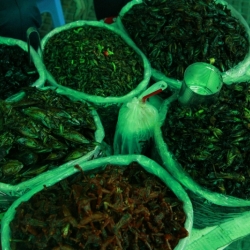 phnom penh (10)