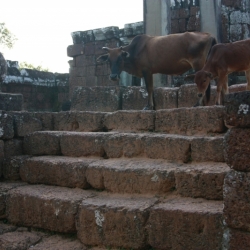 siem reap (13)