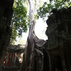 siem reap (6)