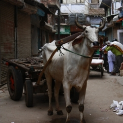 delhi (13)