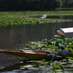 dintorni_srinagar_kashmir (3)
