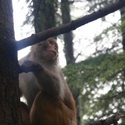 mcleod ganj_himachal pradesh (11)