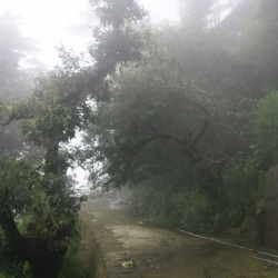 mcleod ganj_himachal pradesh (12)