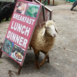 mcleod ganj_himachal pradesh (2)