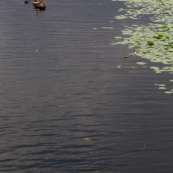 srinagar_kashmir (26)