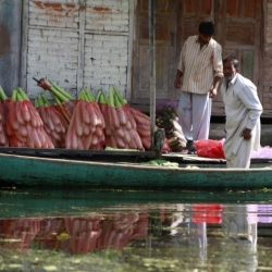 srinagar_kashmir (8)
