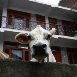 vashist_himachal pradesh (7)