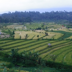 amed_bali-2