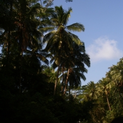 dintorni-pangandaran_java-12