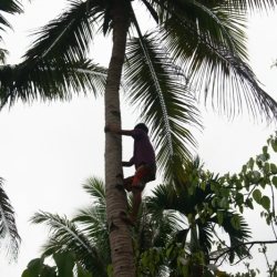 dintorni-pangandaran_java-3