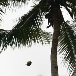 dintorni-pangandaran_java-4