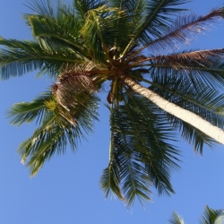 karimunjawa_java-11