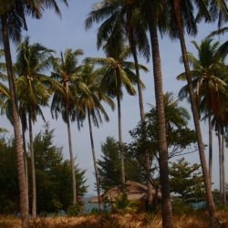 karimunjawa_java-5