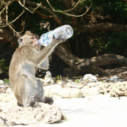 pangandaran_java-14