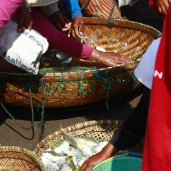 pangandaran_java-8