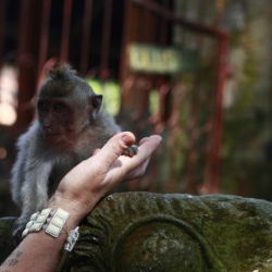 ubud_bali-10
