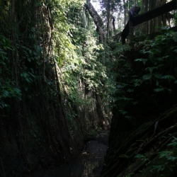 ubud_bali-11