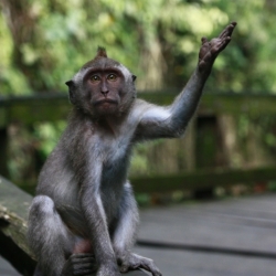 ubud_bali-13