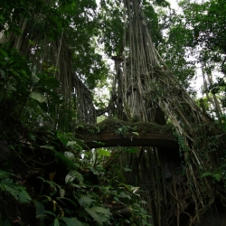 ubud_bali-14