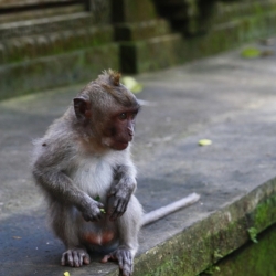 ubud_bali-8