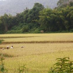 dintorni luang prabang (1)