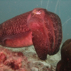 pulau tioman (13)
