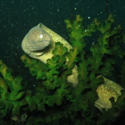 pulau tioman (16)