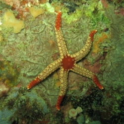 pulau tioman (18)