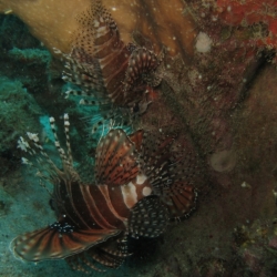pulau tioman (26)