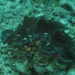 pulau tioman (27)