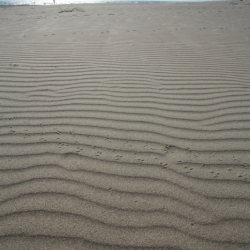 patara (1)