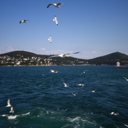 princes island (7)